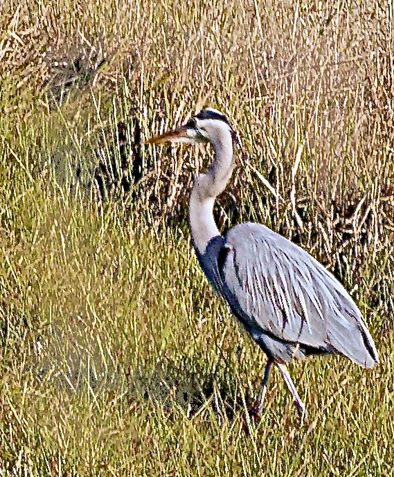 blue heron  what we tried to get. Not every good o...