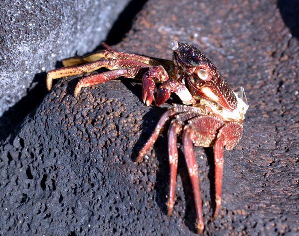 Hawaiian Crab...