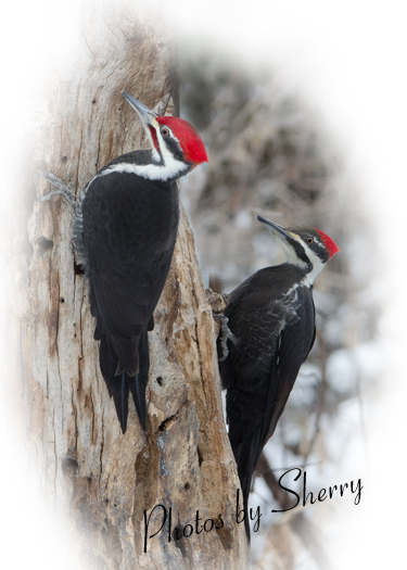 Pair of Pielated Woodpeckers. f/8 -ISO 1000 -1/100...