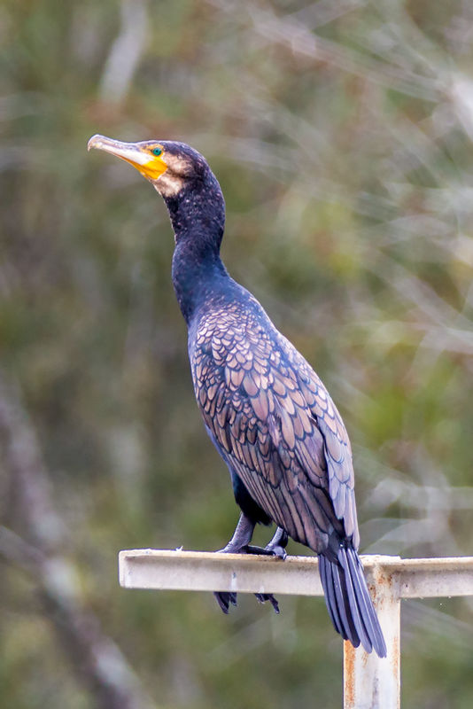 Great Cormorant n Breeding plumage?...