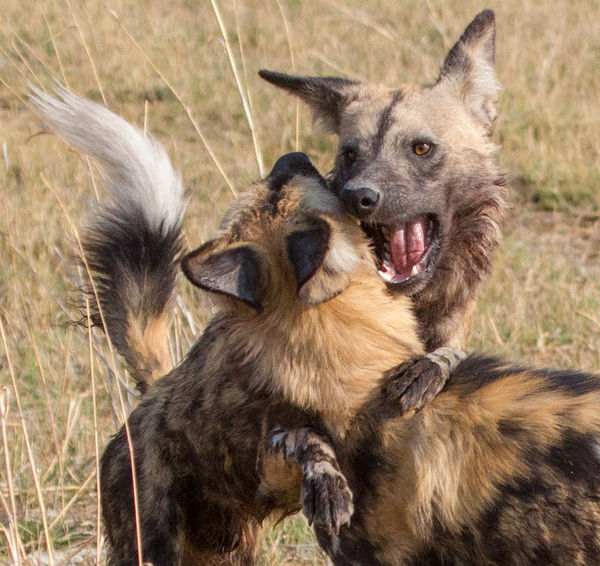 Wild Dogs Playing...
