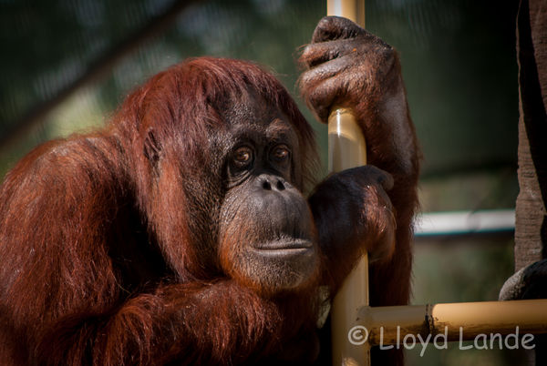 Orangutan and my avatar...