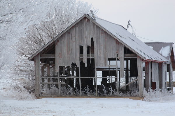 old barn with frosty trees...
