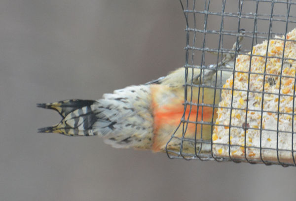 red belly of a red-bellied woodpecker...