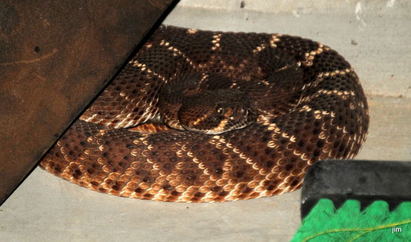 We have a rattle snake in the garage...