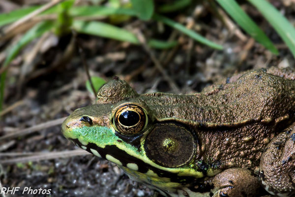 Pond Frog...