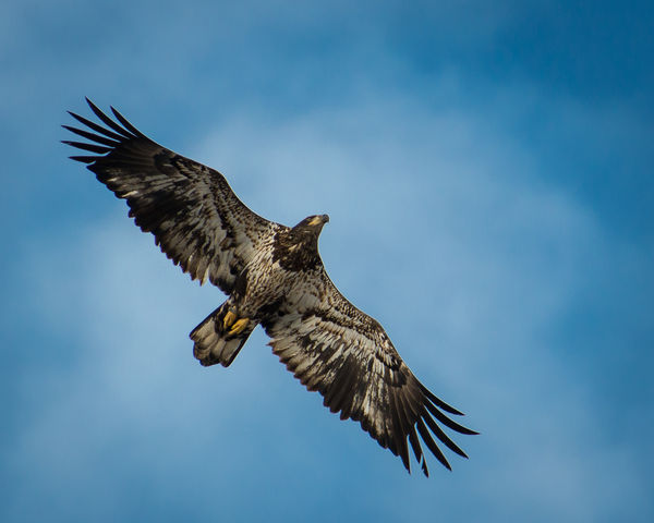 Immature Bald Eagle near Keokuk, Iowa...