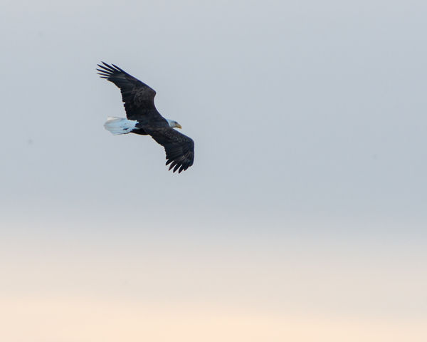 Backlit Bald Eagle early evening...