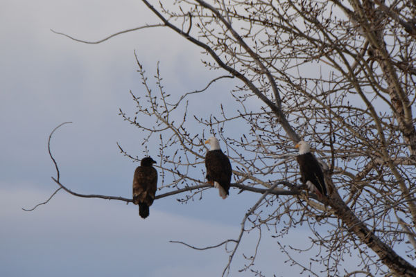 Eagles sitting on a branch...