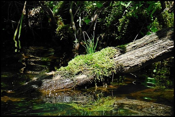 Old log in water...
