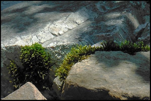 Rocks and moss...