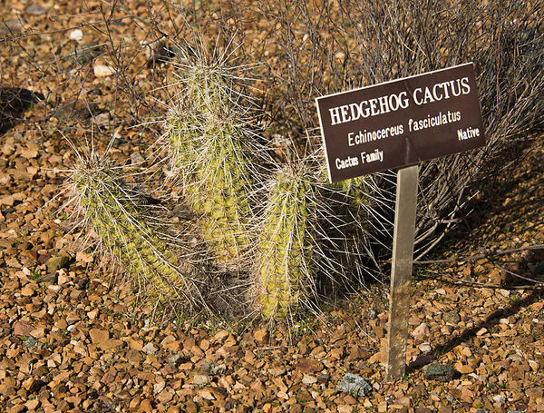 The little Hedgehog Cactus...