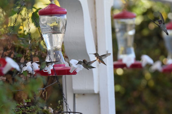 Humming Birds with "frozen" wings......