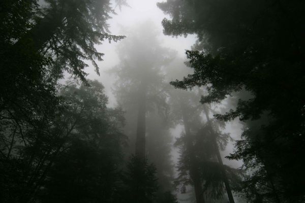 Redwood Trees in the mist...