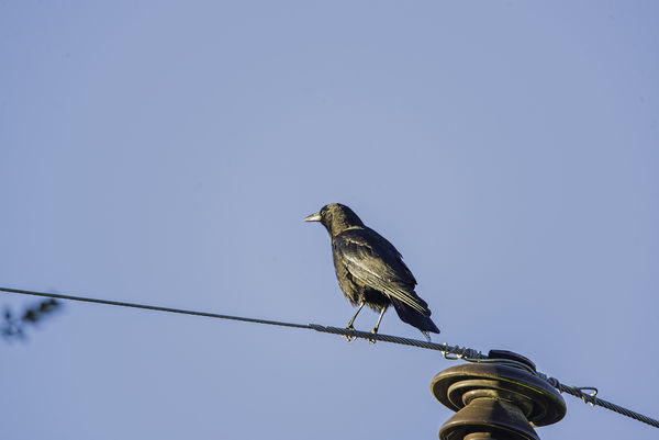 Common Crow...