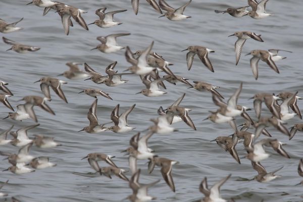 Here is a flock of Dunlin shot at f/8. It was a qu...