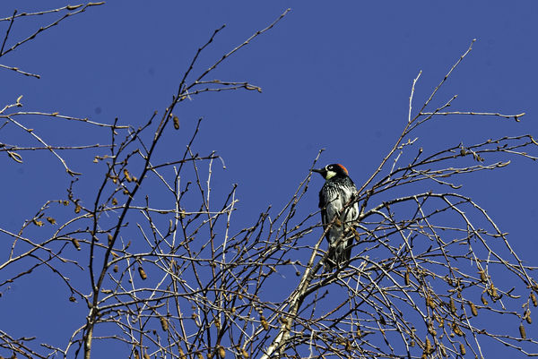 f/11 Woodpecker...