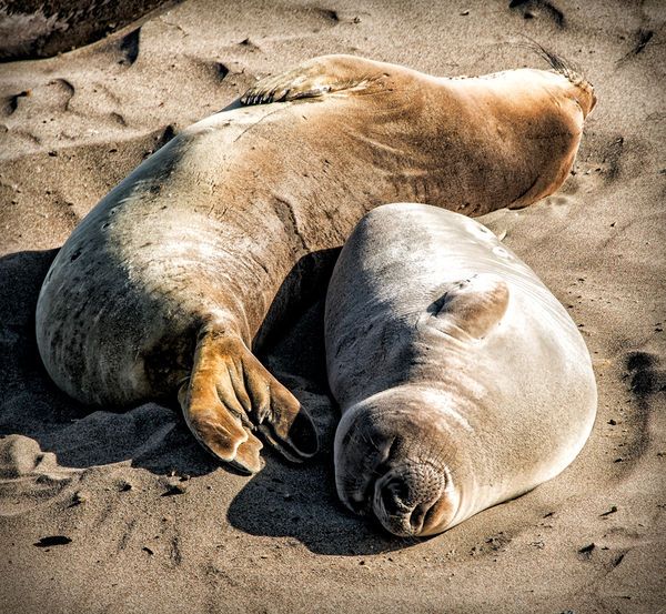 Sleeping seals...