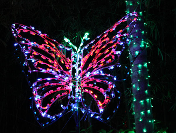 Christmas light butterfly...