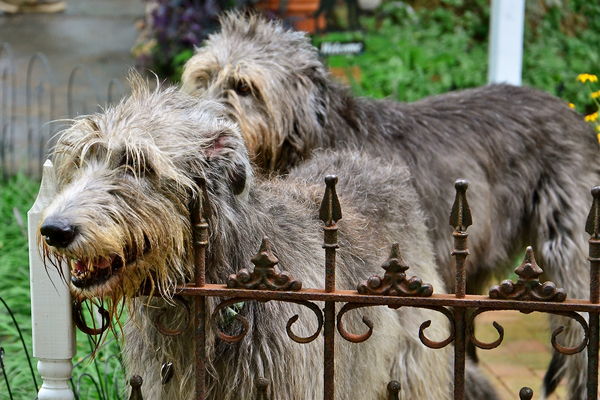 Wolfhounds...