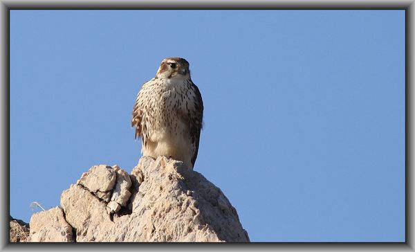 Prairie Falcon (Second Lifer!)...