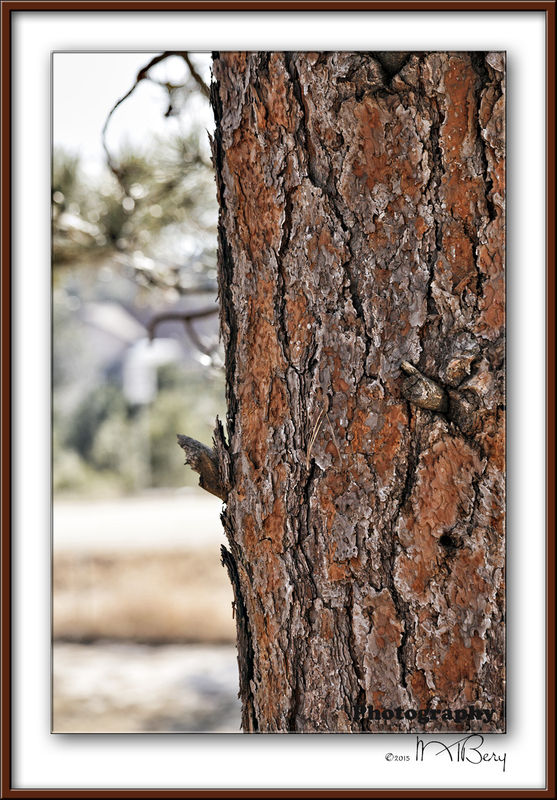 love the pine bark...