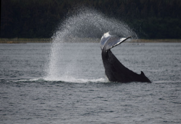 So You Think You Can Dance? Humpback whale picture...