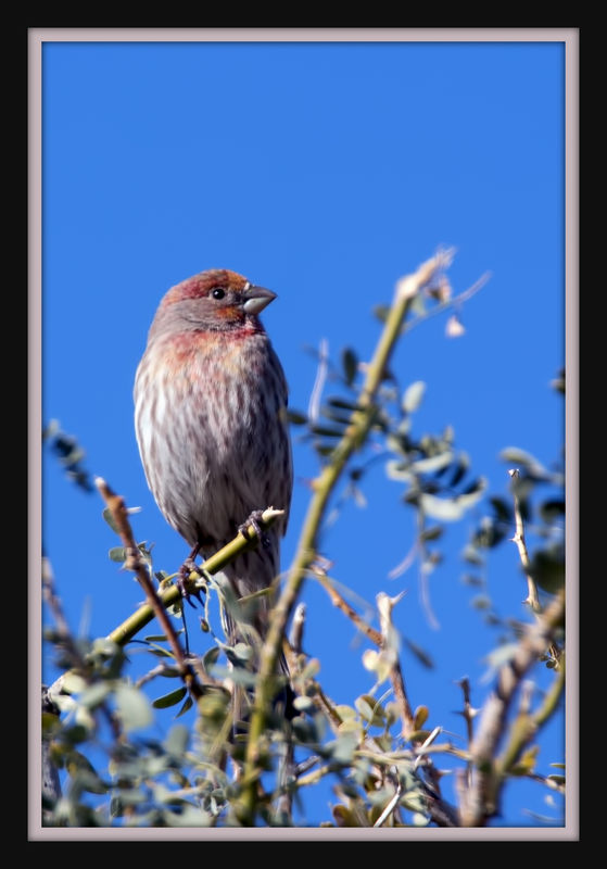 The reddish color caught my eye. House finch?...