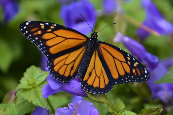 Monarch Butterfly...