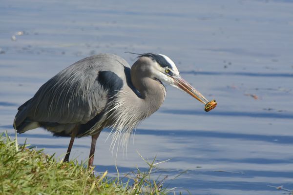 Blue Heron with Lunch...
