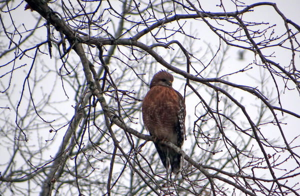 Hawk in my neighbor's tree...