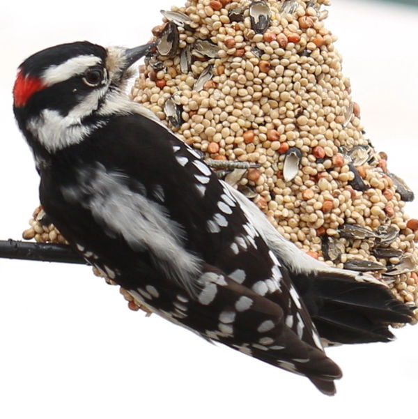 Downy Woodpecker...  Not sure which lens I used......