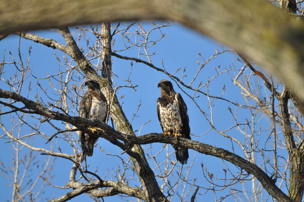 A pair of Hawks....