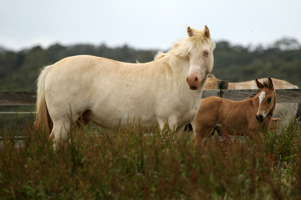 3 week old colt and his Perlino mother...