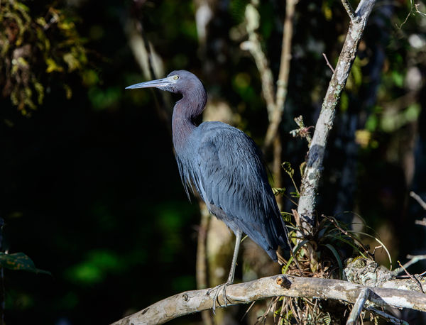 Little Blue Heron -- Try the download for details...