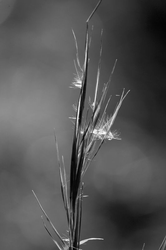 black/white grass...