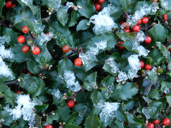 Lightly snow covered holly bush...