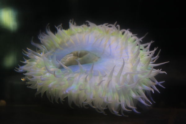 sea anemone...