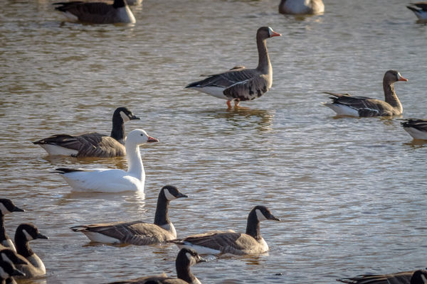 Greater White-fronted Geese: Serendipitous lifer - greater white ...