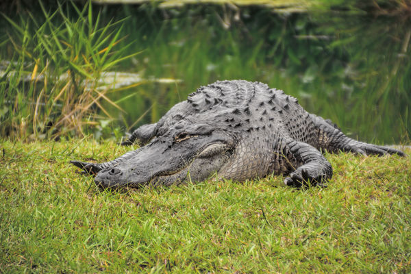 Alligator at Okefenokee Swamp Park, GA...
