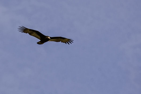 Vulture in flight...