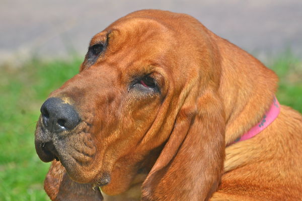 Lola the Bloodhound...