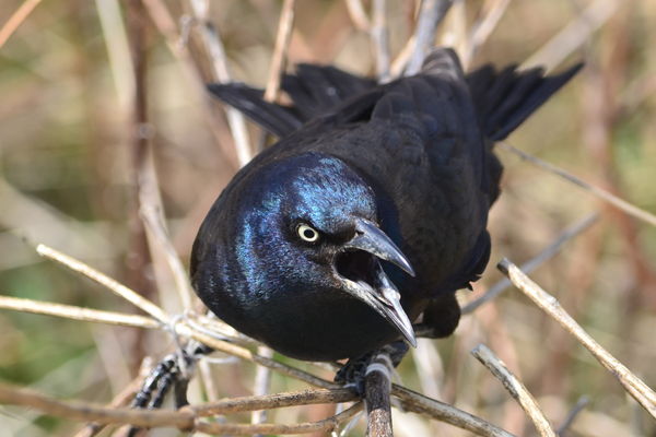 One mad Blackbird...