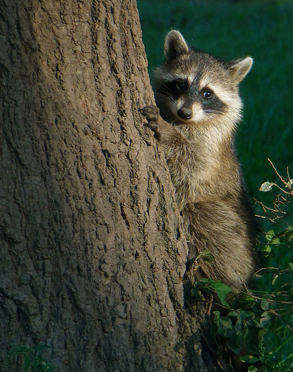 Baby raccoon isn't quite sure...