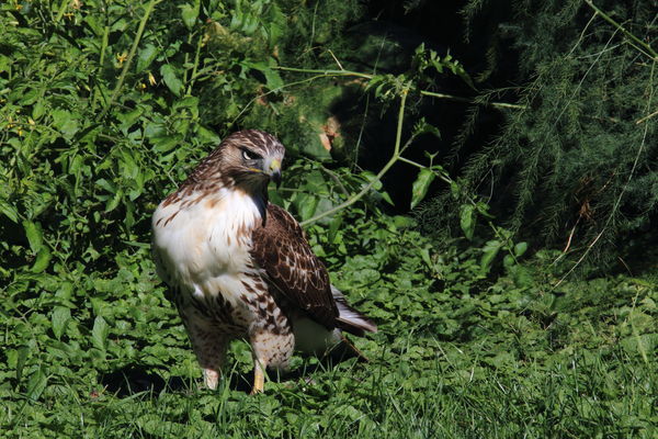 Hawk in Backyard near the end of the Iowa haweye g...