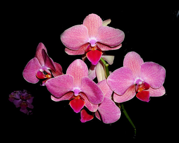 Orchid Flower, Flash, f-8, 1/500, ISO 80...