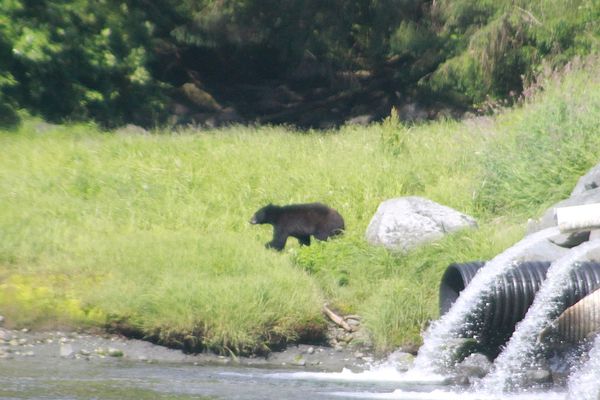 2-Black bear at the hatchery. This was beyound my ...