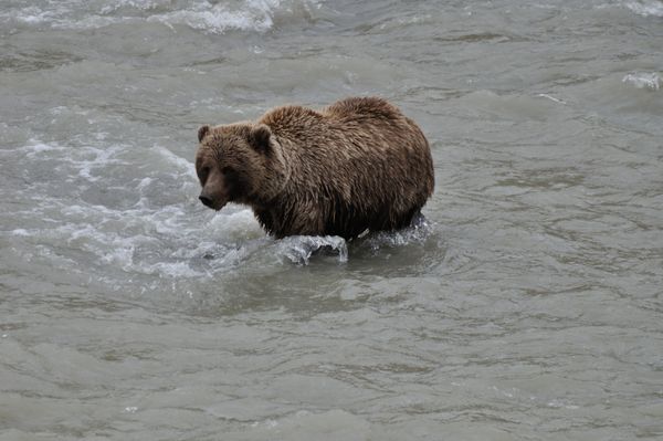 Alaska Grizzly...