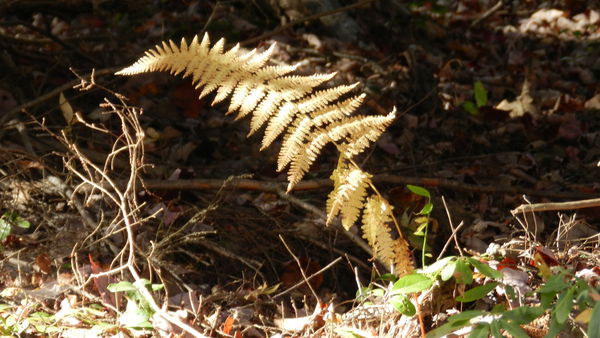 I just loved this little fern lit up by the sun...