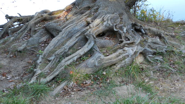 Close up of the roots of the leaning tree! I worry...